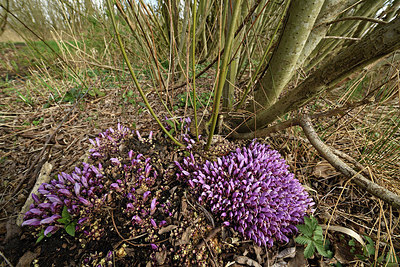 BUITEN BEELD Foto: 367976