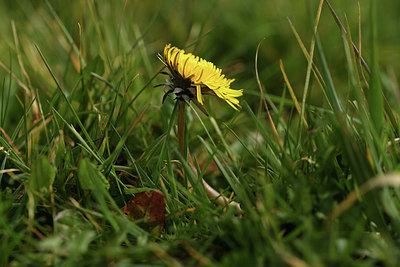 BUITEN BEELD Foto: 367977