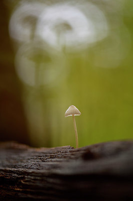 BUITEN BEELD Foto: 367986
