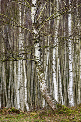 BUITEN BEELD Foto: 367988