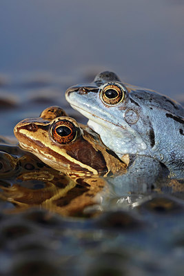 BUITEN BEELD Foto: 368268