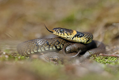 BUITEN BEELD Foto: 368283