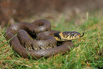 BUITEN BEELD Foto: 368286