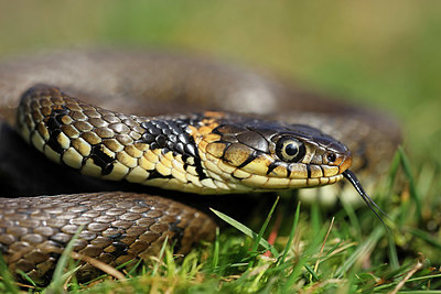 BUITEN BEELD Foto: 368291