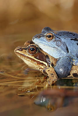 BUITEN BEELD Foto: 368295