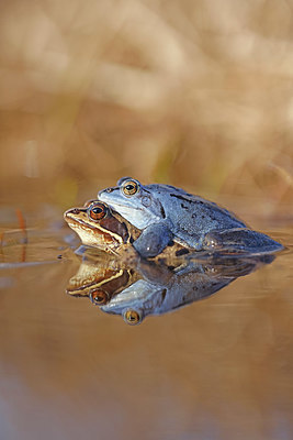 BUITEN BEELD Foto: 368302