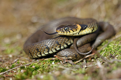 BUITEN BEELD Foto: 368308