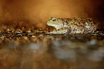 BUITEN BEELD Foto: 368319