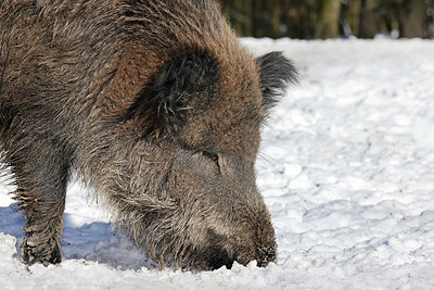 BUITEN BEELD Foto: 368336