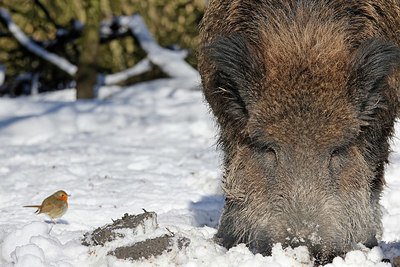 BUITEN BEELD Foto: 368371