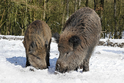 BUITEN BEELD Foto: 368396