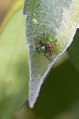BUITEN BEELD Foto: 368481