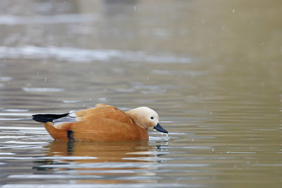 BUITEN BEELD Foto: 368487