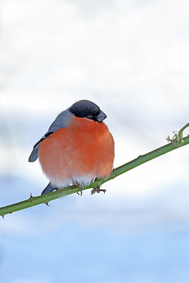 BUITEN BEELD Foto: 368489