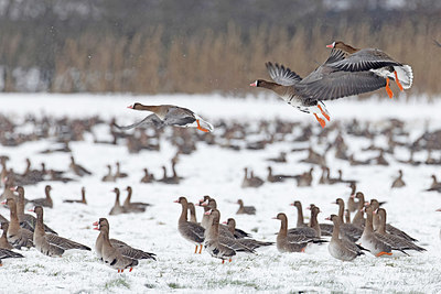 BUITEN BEELD Foto: 368525