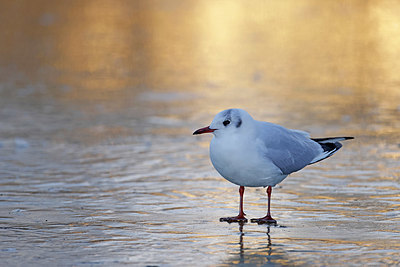 BUITEN BEELD Foto: 368535