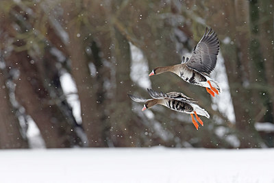 BUITEN BEELD Foto: 368536