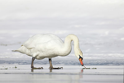 BUITEN BEELD Foto: 368537