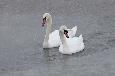 BUITEN BEELD Foto: 368560