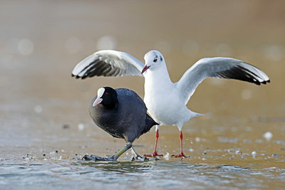 BUITEN BEELD Foto: 368562