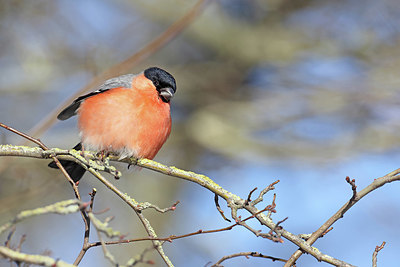 BUITEN BEELD Foto: 368566