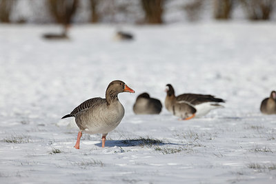 BUITEN BEELD Foto: 368567