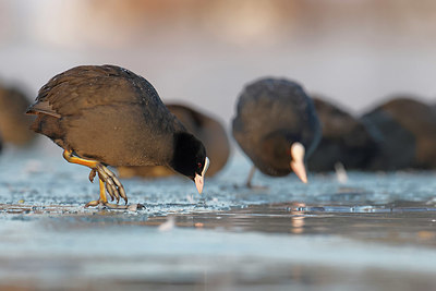 BUITEN BEELD Foto: 368571