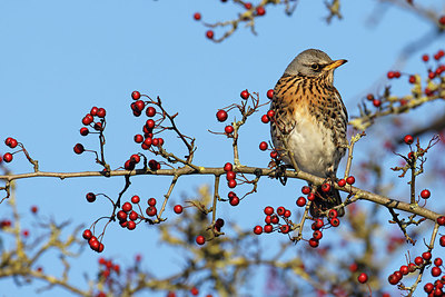 BUITEN BEELD Foto: 368572