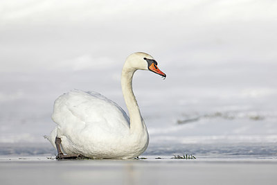 BUITEN BEELD Foto: 368582