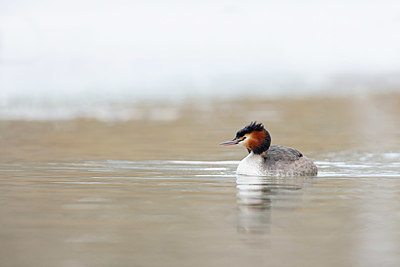 BUITEN BEELD Foto: 368586