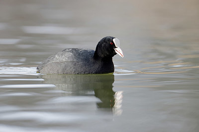 BUITEN BEELD Foto: 368588