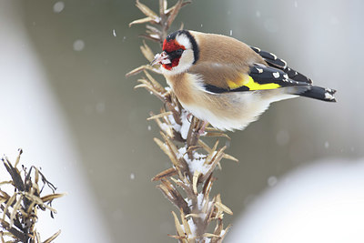 BUITEN BEELD Foto: 368603