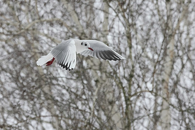 BUITEN BEELD Foto: 368606