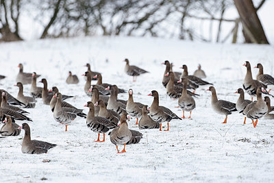 BUITEN BEELD Foto: 368616