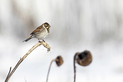 BUITEN BEELD Foto: 368618