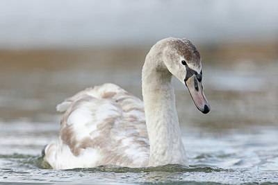 BUITEN BEELD Foto: 368628