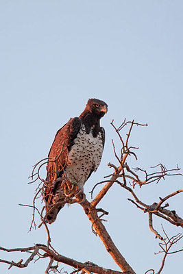 BUITEN BEELD Foto: 368635