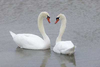 BUITEN BEELD Foto: 368638
