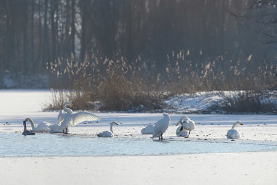 BUITEN BEELD Foto: 368643