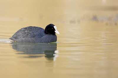 BUITEN BEELD Foto: 368652