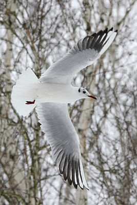 BUITEN BEELD Foto: 368653