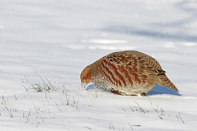 BUITEN BEELD Foto: 368654