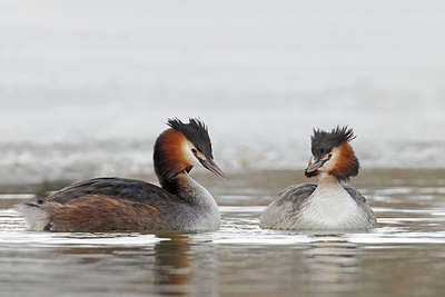 BUITEN BEELD Foto: 368659