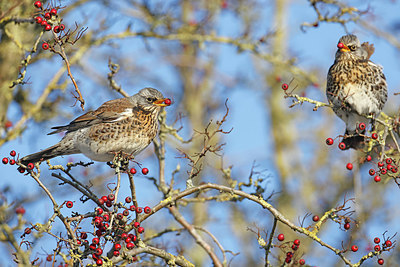 BUITEN BEELD Foto: 368663