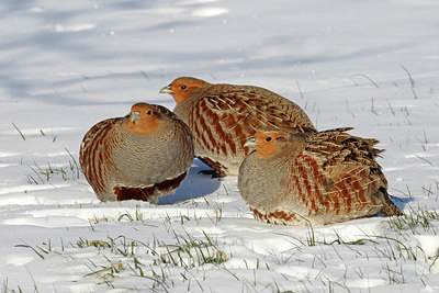 BUITEN BEELD Foto: 368667