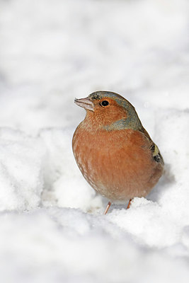 BUITEN BEELD Foto: 368668