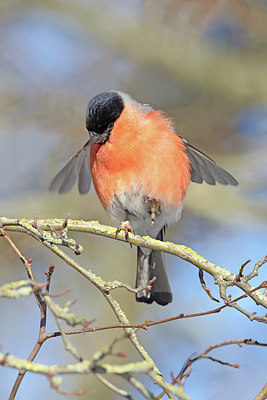 BUITEN BEELD Foto: 368671