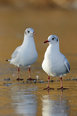 BUITEN BEELD Foto: 368672