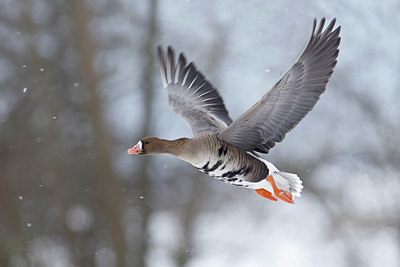 BUITEN BEELD Foto: 368686