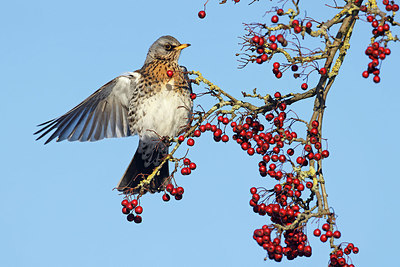 BUITEN BEELD Foto: 368688